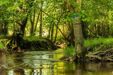 Ein Bach im Kreis Euskirchen